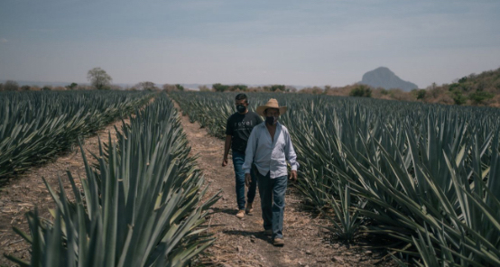Two workers in a field of agave in Morelos, Mexico.